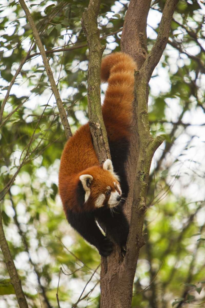 China, Chengdu, Wolong Reserve Lesser panda